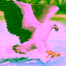 Birds Of Prey Slide